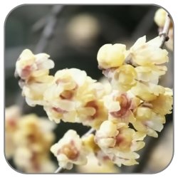 Chimonanthus