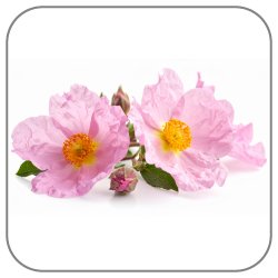 Cistus-Incanus
