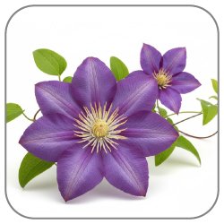 Clematis
