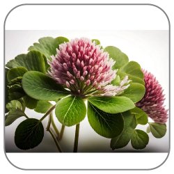 Clover