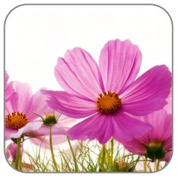 Cosmos-Flower
