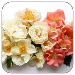 Creamy-Flowers