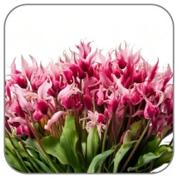 Cyclamen-Notes