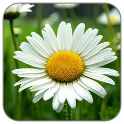 Daisy