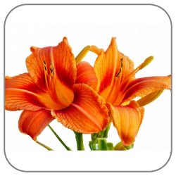 Daylily