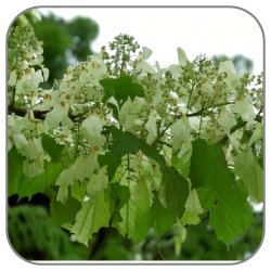 Dove-Tree