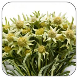 Edelweiss