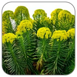 Euphorbia