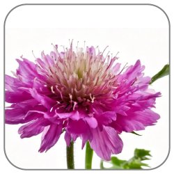 Field-Scabious