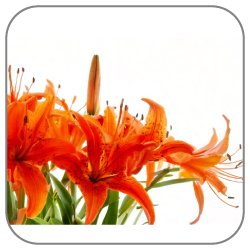 Fire-Lily