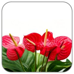 Flamingo-Flower