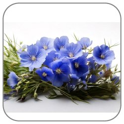 Flax