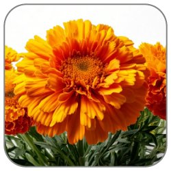 French-Marigold