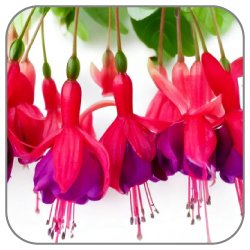 Fuchsia