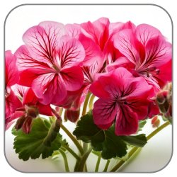 Geranium