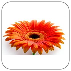 Gerbera