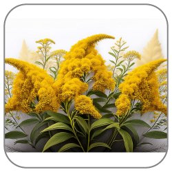 Goldenrod