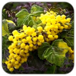 Grapeflower