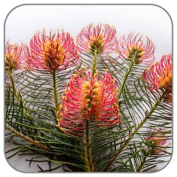 Grevillea