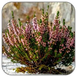 Heather