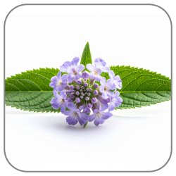 Heliotrope
