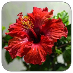 Hibiscus