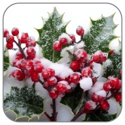 Holly-Flower
