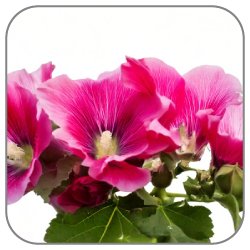 Hollyhock