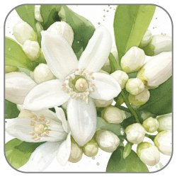 Honeydew-Blossom