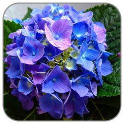 Hortensia