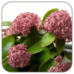 Hoya-Carnosa-Wax-Plant