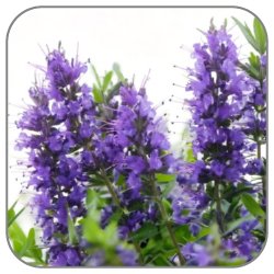 Hyssop