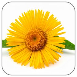 Inula