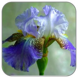Iris-Pallida