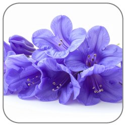 Jacaranda