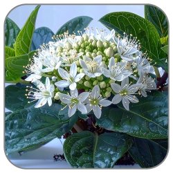 Jade-Flower