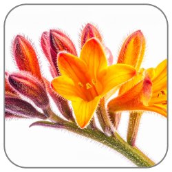 Kangaroo-Paw