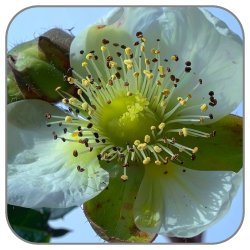 Kiwi-blossom