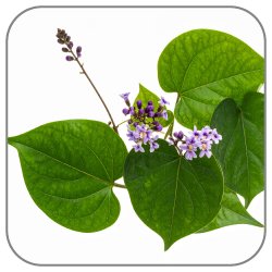 Kudzu