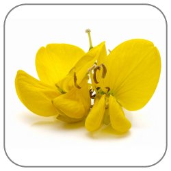 Laburnum