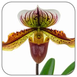 Lady-Slipper-Orchid