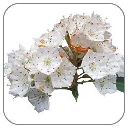 Larkspur