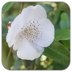 Leatherwood