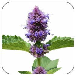 Licorice-Flower