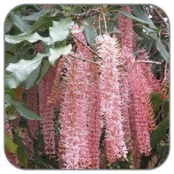Macadamia-Flower