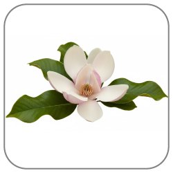 Magnolia-Brooklynensis