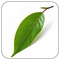 Magnolia-Leaf