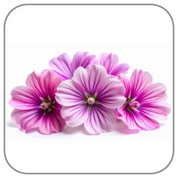 Malva