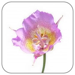 Mariposa-Lily