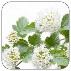Meadowsweet